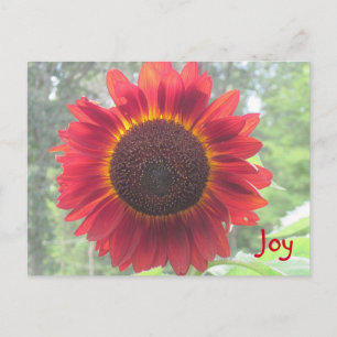 Joyful Rusty Red Sunflower Postkarte