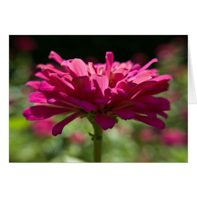Joyful Zinnia (Vorderseite (Horizontal))