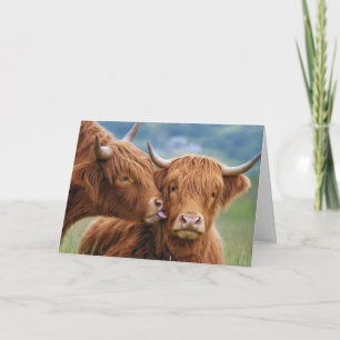 Jubiläum Highland-Kuh Kuss Karte