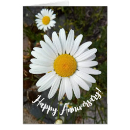 Jubiläumskarte für Perky White Daisy Blume
