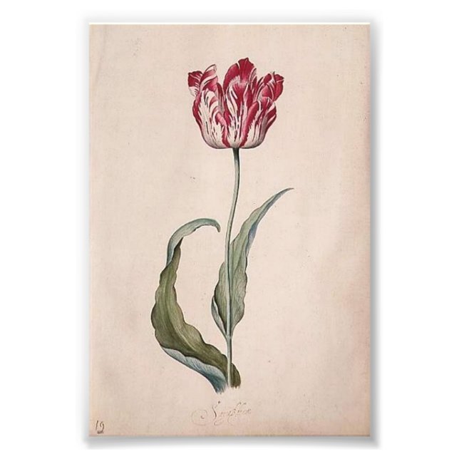 Judith Leyster Tulip Print Fotodruck (Vorne)