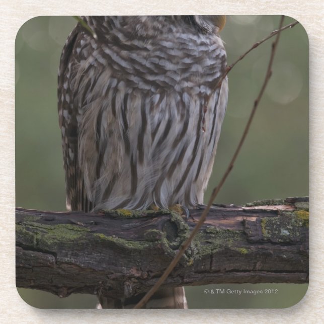 Jugendlich-abgehaltene Eule (Strix varia) 2 Getränkeuntersetzer (Vorderseite)