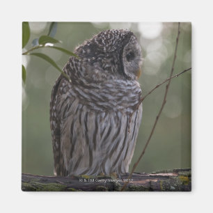 Jugendlich-abgehaltene Eule (Strix varia) 2 Magnet