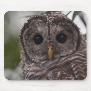 Jugendlich-abgehaltene Eule (Strix varia) Mousepad