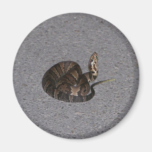 Jugendliche Cottonmouth-Schlange Magnet