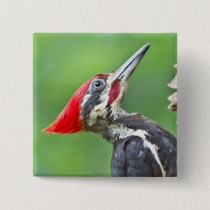 Jugendlicher Buntspecht-Profil-Geschenke Bekleidun Button