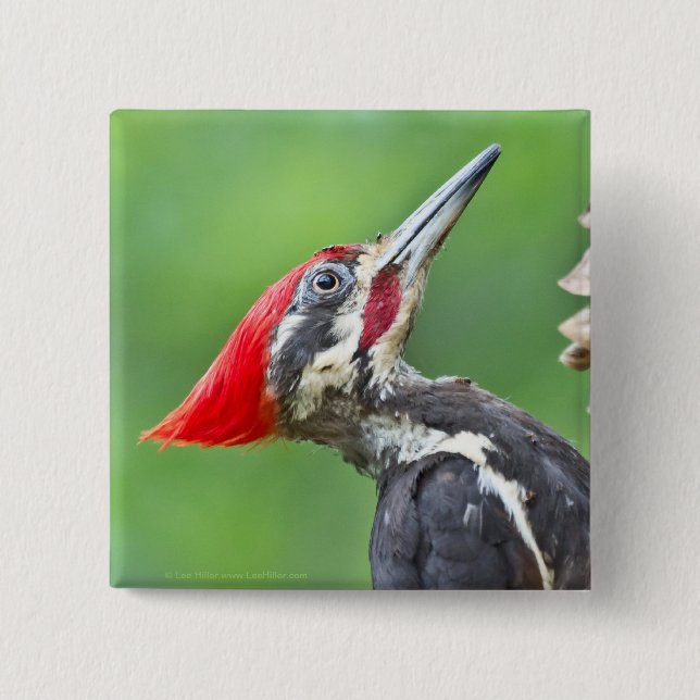Jugendlicher Buntspecht-Profil-Geschenke Bekleidun Button (Vorderseite)