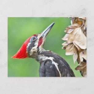 Jugendlicher Buntspecht-Profil-Geschenke Bekleidun Postkarte