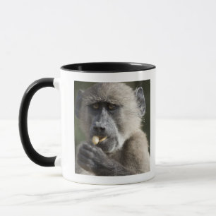 Jugendlicher Chacma Pavian (Papio ursinus) isst Tasse