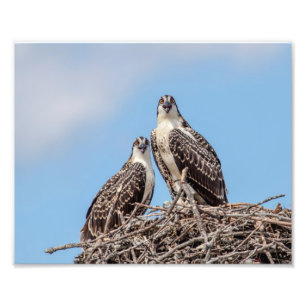 Jugendlicher Osprey im Nest Fotodruck