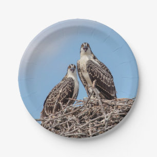 Jugendlicher Osprey im Nest Pappteller