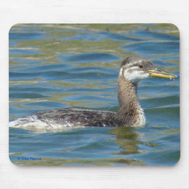 Jugendlicher rothalsiger Grebe B40 Mousepad (Vorne)