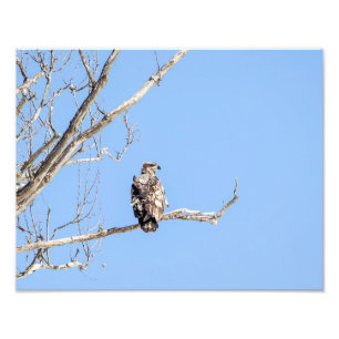 Jugendlicher Weißkopfseeadler Fotodruck