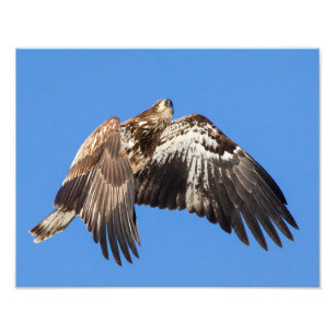 Jugendlicher Weißkopfseeadler im Flug Fotodruck