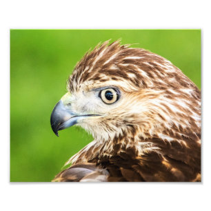 Jugendliches Rot angebundener Falke Fotodruck