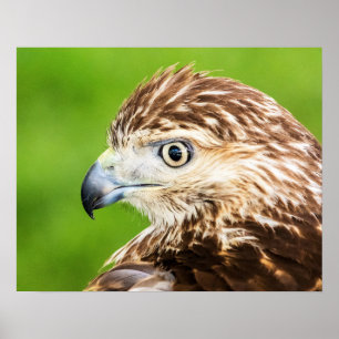 Jugendliches Rot angebundener Falke Poster