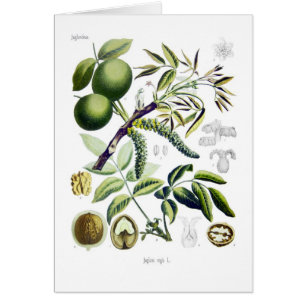 Juglans Regia (Walnuss)