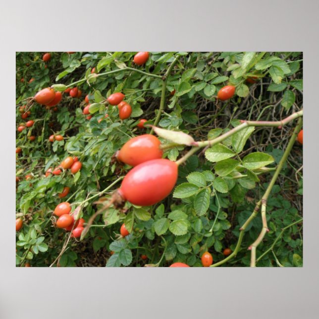 Juicy Red Rose Hips Print Poster (Vorne)