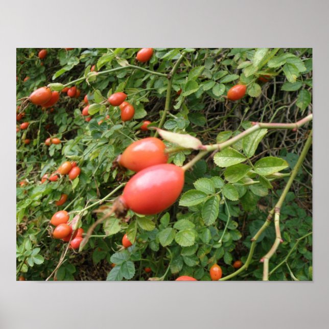 Juicy Red Rose Hips Print Poster (Vorne)