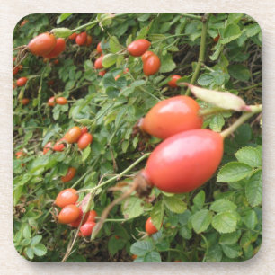 Juicy Rote Rose Hips Cork Untersetzer