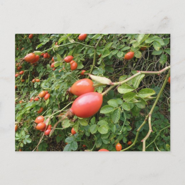 Juicy Rote Rose Hips Postkarte (Vorderseite)
