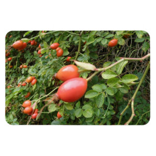 Juicy Rote Rose Hips Premium Magnet