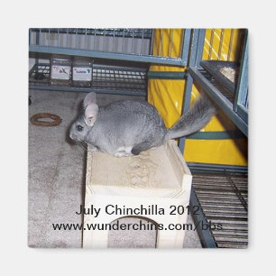 juillet chinchilla 2012 aimant