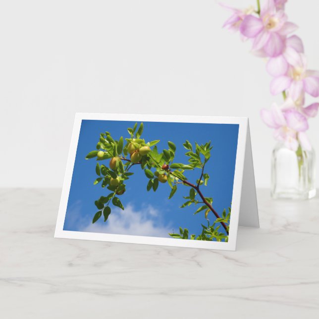 Jujube Fruit auf Laubbaum Karte (Orchidee)