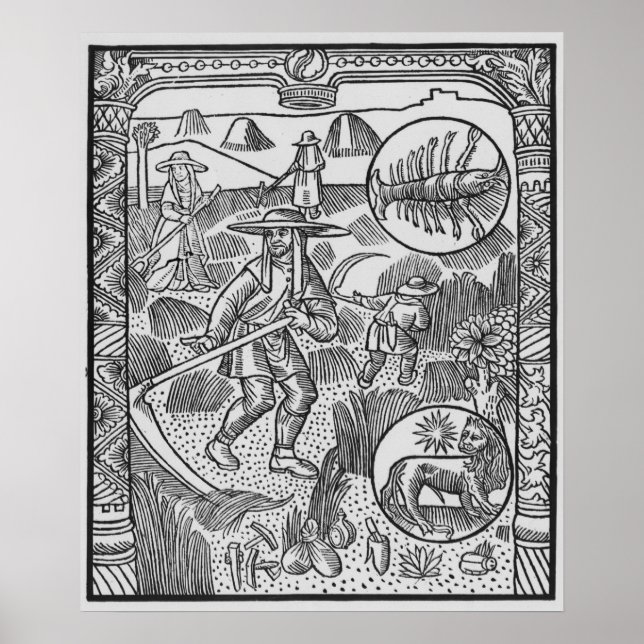 Juli, Heu, Krebs Poster (Vorne)