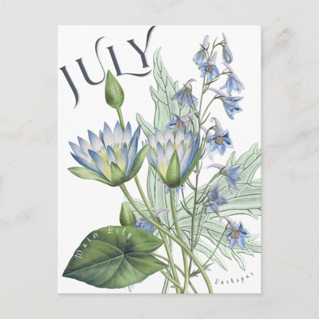 Juli Monat Blume Larkspur Wasserlilie Extravagant Postkarte (Vorderseite)
