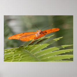 Julia Butterfly auf einem Blatt Poster