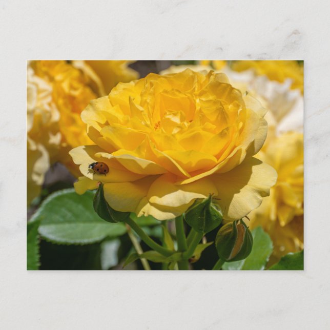 Julia Child Rose Postkarte (Vorderseite)