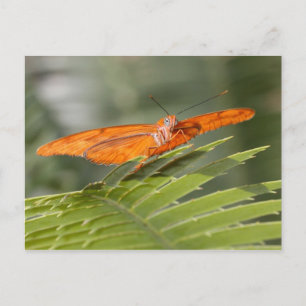Julia-Schmetterling auf Blatt-Postkarte Postkarte