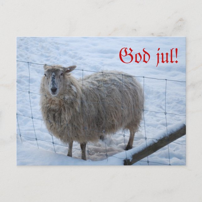 Julkort - Fåret Fjun Postkarte (Vorderseite)