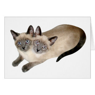 Jumeaux de chat siamois