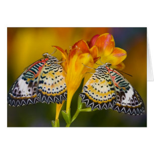 Jumeaux de papillons tropicaux
