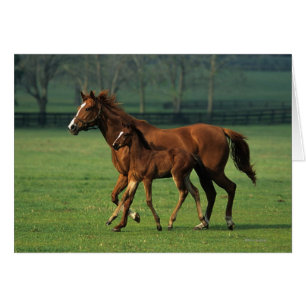 Jument et poulain 3 de pur sang