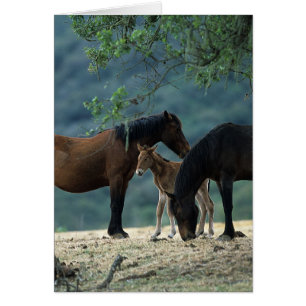 Jument et poulain sauvages de mustang