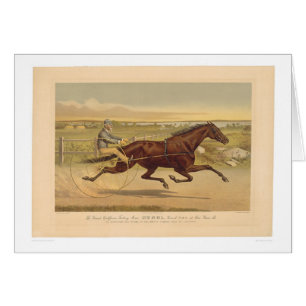 Jument grande Sunol (0652A) de trot de la