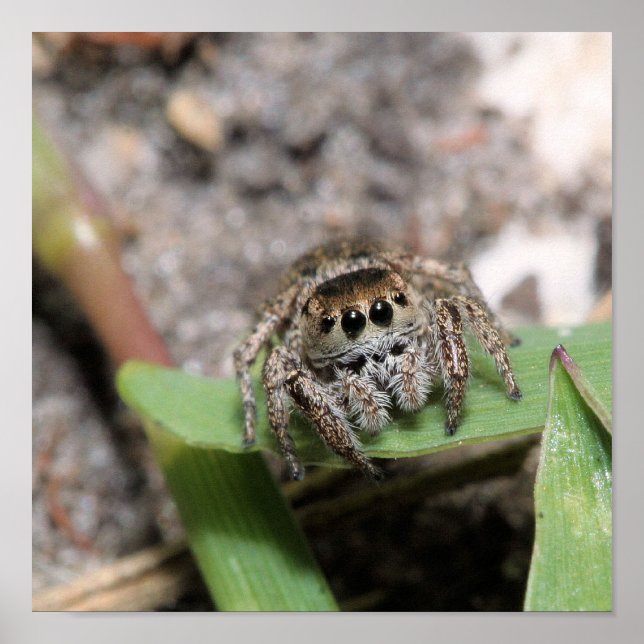 Jumper Poster (Vorne)