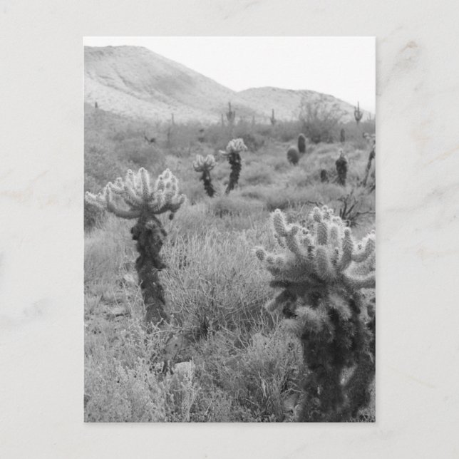 Jumping Cholla Cactus Desert B&W Foto Postkarten (Vorderseite)