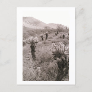 Jumping Cholla Cactus Desert B&W Foto Postkarten