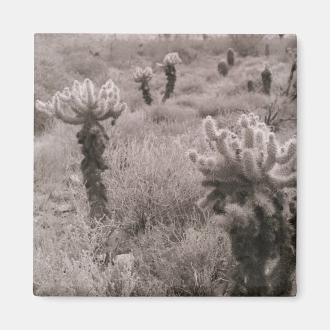 Jumping Cholla Cactus Desert Kühlschrank Magnet (Vorne)