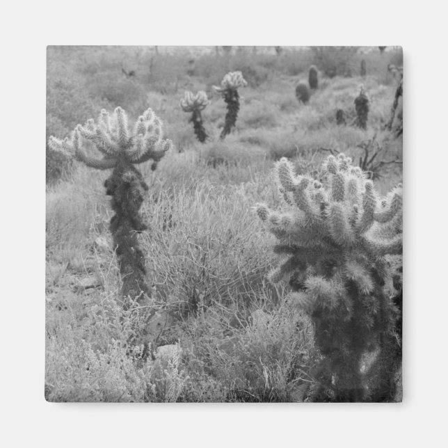 Jumping Cholla Cactus Desert Kühlschrank Magnete Magnet (Vorne)