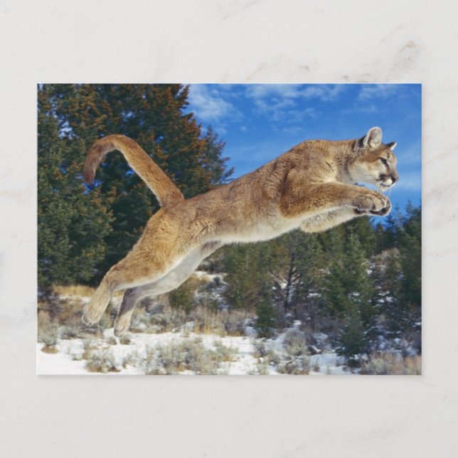 Jumping Cougar Postkarte (Vorderseite)