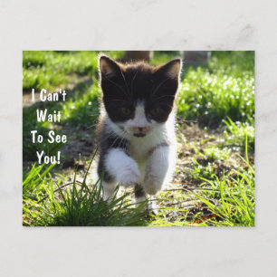 Jumping for Joy Kitten PostCard *Anpassen* Postkarte