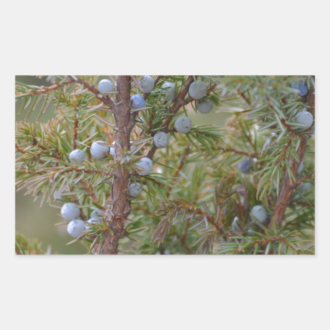 Jumping Junipers Rechteckiger Aufkleber (Vorderseite)