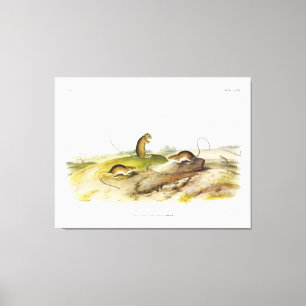 Jumping Mouse, oder Meadow Jumping Mouse, von Audu Leinwanddruck