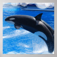 Jumping Orca Whale Poster