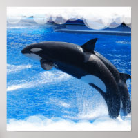 Jumping Orca Whale